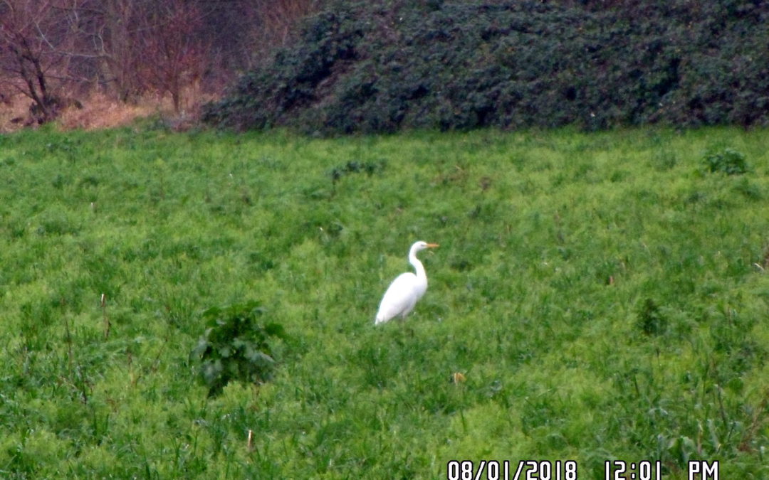 Durch die Ohligser Heide am 11.03.2018